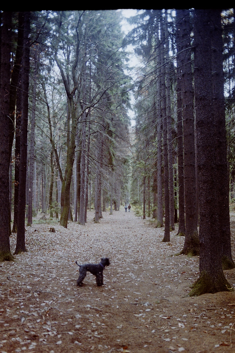 PES GREG A CIGÁRO PŘÁTELSTVÍ