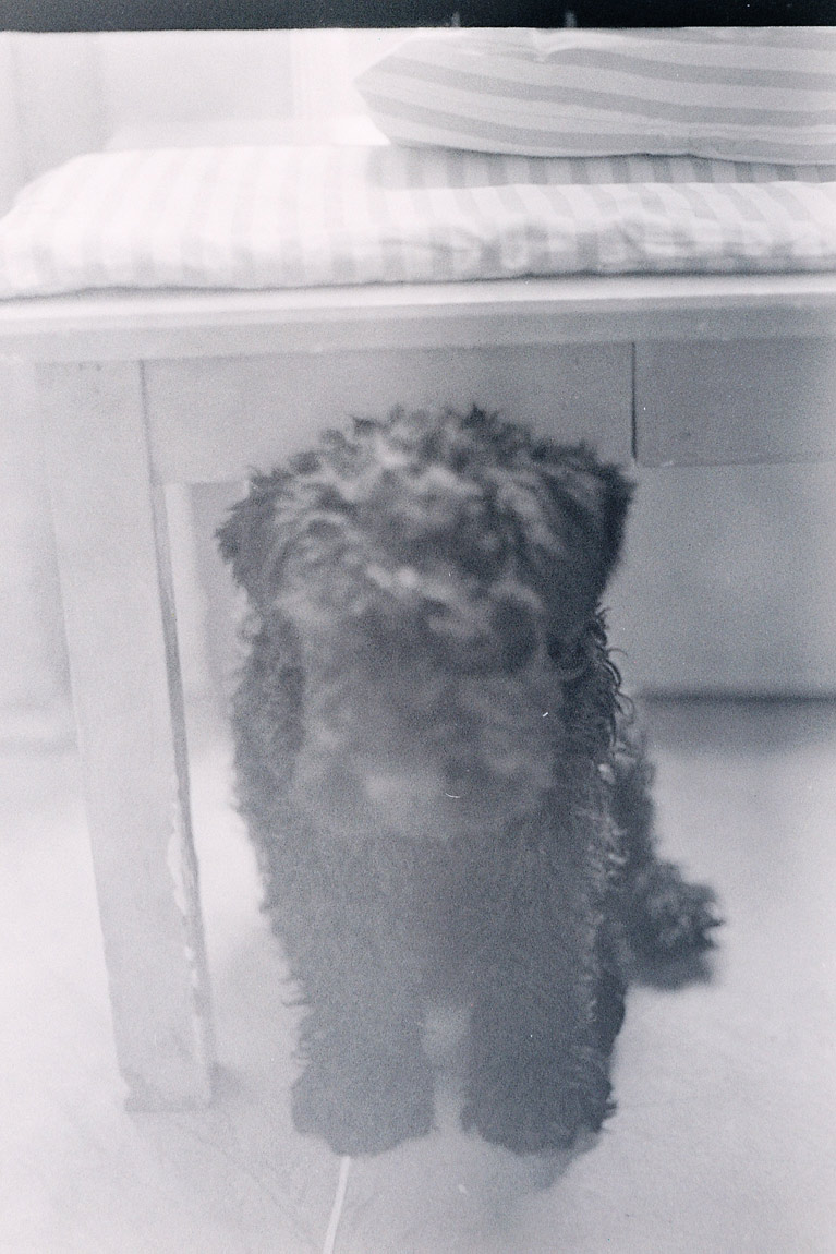 PES GREG A CIGÁRO PŘÁTELSTVÍ