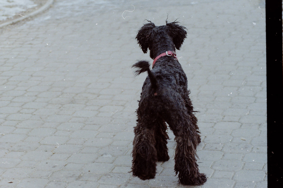 PES GREG A CIGÁRO PŘÁTELSTVÍ