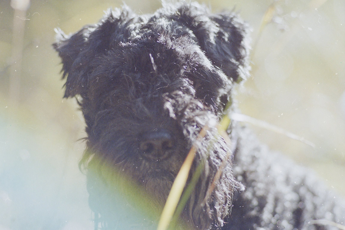 PES GREG A CIGÁRO PŘÁTELSTVÍ